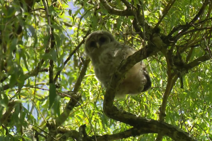 A real hoot: Bird lovers flock to Vancouver park for glimpse of baby barred owls