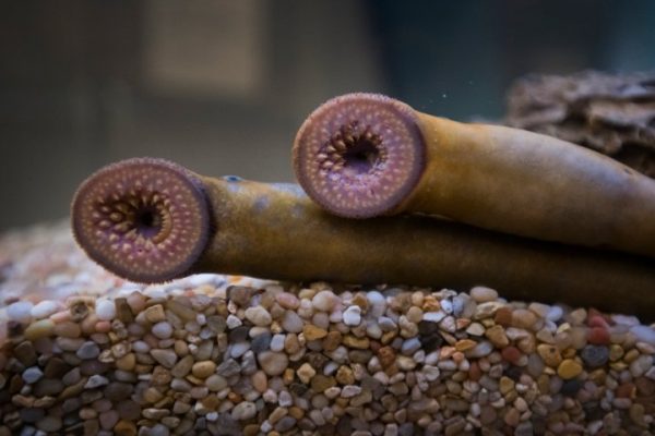 Efforts to limit population of invasive ‘vampire fish’ in Canada’s Great Lakes underway